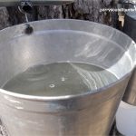 Bucket of Maple sap