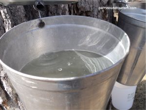 Bucket of Maple sap